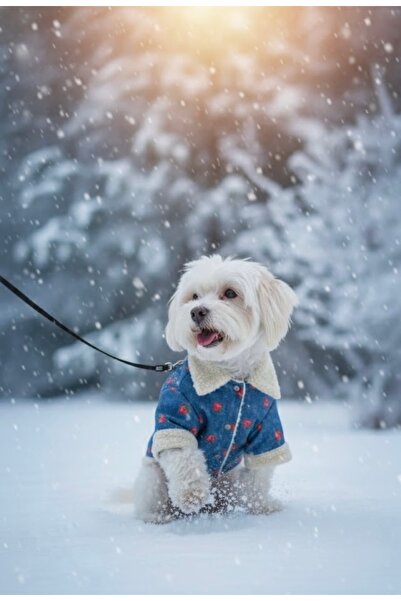 Lokums Çilek Desenli Kot İçi Peluşlu Çıtçıtlı Köpek Montu – Kışlık Şık Köpek ...