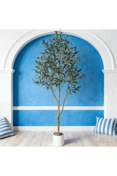 SCHENKERO شجرة زيتون -150