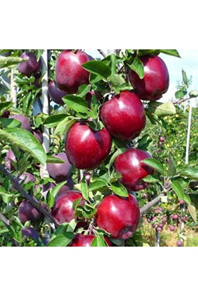 ASES 3 YAŞ TÜPLÜ JERONİME ELMA FİDANI BOY 130-150 CM