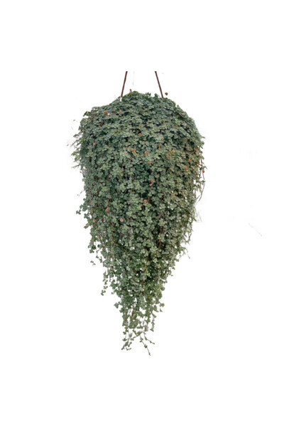 Betonish Pilea Glauca Ø17 CM Y45-50 CM