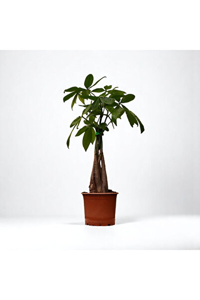 TNT Flowers ÖRGÜLÜ PARA AĞACI (Pachira Aquatica) (50-70cm)