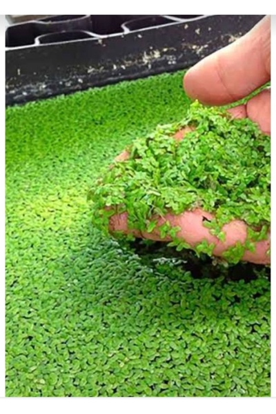 derlifbeysu yld Akvaryum bitkisi su mercimeği 200 adet civarı