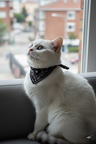 CAŞ DEKORASYON Black Color Scarf Collar for Cats and Small Breed Dogs