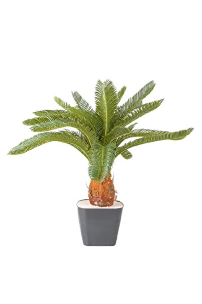 prestijiseed Süper Paket 10 Adet Cycas Ağacı Tohumu Cycas Palmiye Ağacı Tohumu