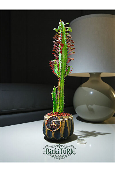 BitkiTÜRK Beton Saksıda İthal Afrika Süt Ağacı 40/55cm portakal dilimi ve lav...