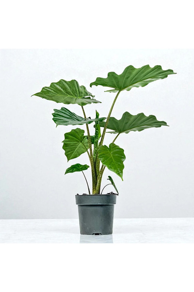 TNT Flowers Fil Kulağı (Alocasia) (100-120cm)