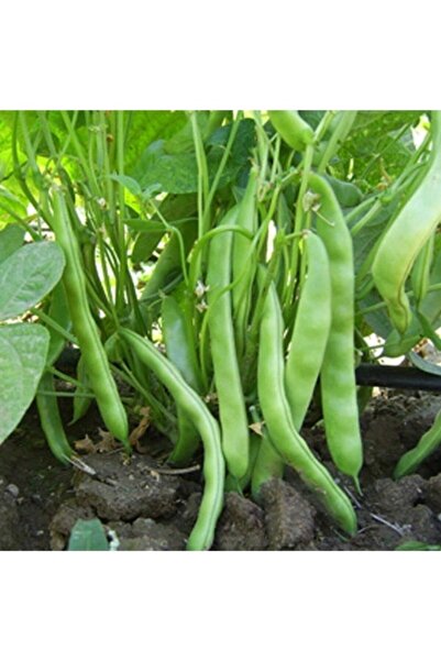 Köy Tohumları 300 Adet Tohum Nadir Sırık Erkenci Niğde Kılçıksız Sarı Kız Fas...