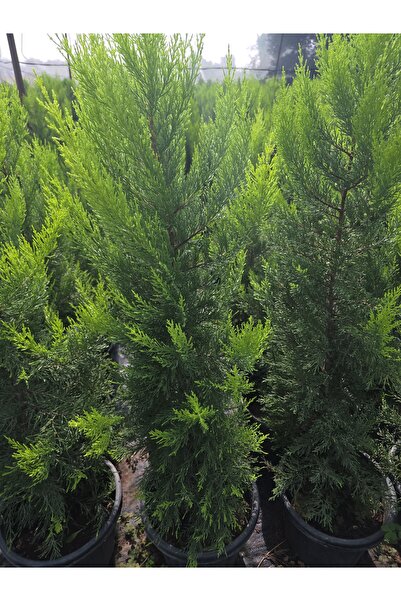 YAĞMUR FİDANCILIK LİMONİ SERVİ 100-110 CM Saksıda