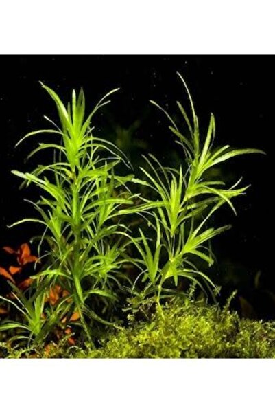 derlifbeysu yld Akvaryum bitkisi (3 DAL) lepistes otu