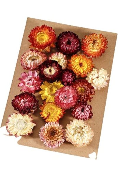 MIBRU فن الراتنج الزهور المجففة بواسطة