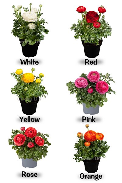 Gardina Şakayık Çiçeği Fidesi Mıx ( Ranunculus ) 10 Adet