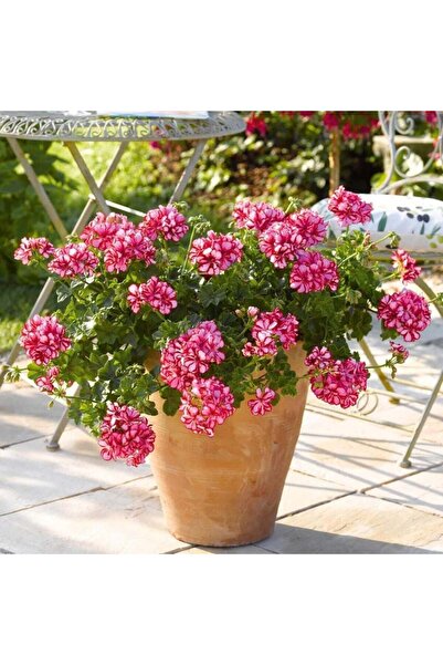 E-fidancim Sarkan Grandeur İvy Arctic Scarlet Sakız Sardunya Fidesi (1 adet)