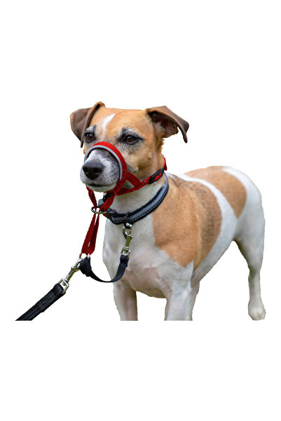 Company Of Animals Dog Training Collars Halti Muzzle (35-48 cm)