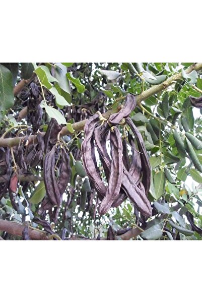 AKDENİZ HARNUP Akdeniz Bahçesinden 500gr keçiboynuzu (harnup)