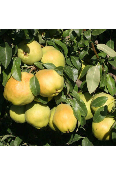 fidanzade Deveci Armut Fidanı 3 yaşlı 120 - 150 Cm Yarıbodur Anaca Aşılı