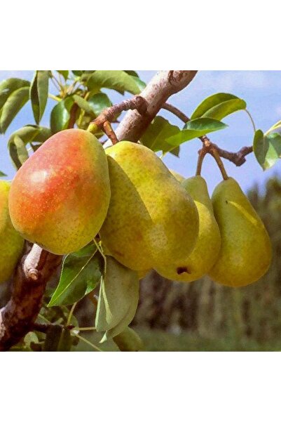 fidanzade Santa Maria Armut Fidanı 3 Yaşlı 120 - 150 Cm Yarıbodur Anaca Aşılı