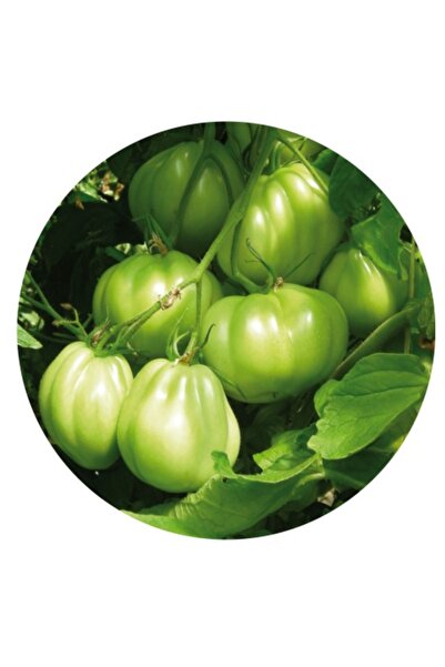 PROFIT SEEDS Seminte tomate SENECA F1 (250 sem)