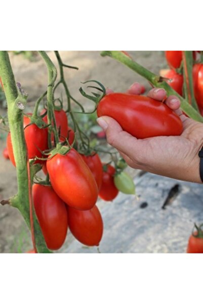 PROFIT SEEDS Seminte tomate TORRANO F1 (100 sem)
