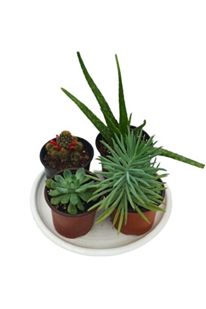 SERVET GARDEN Kaktüs Ve Sukkulent Set 4'lü