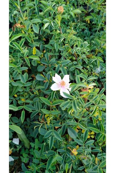 Fidanyolu Rugosa Kirmizi Kuşburnu