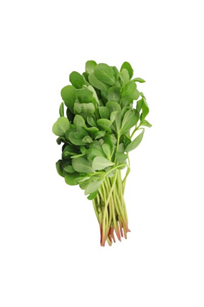 AnamurNaturel Köylüm Geniş Yaprak Aromatik Semiz Otu Fidesi 5 Adet