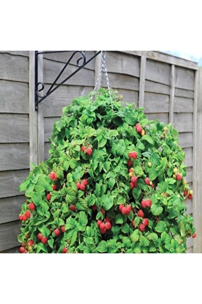 AnamurNaturel Tüplü Kokulu Saksılar Için Ideal Salkım Ruby Ahududu Fidanı