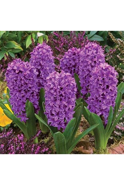 LOBELYA TOHUMCULUK 3 Adet Mor Renkli Sümbül Çiçeği Soğanı Kokulu