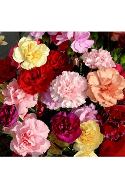 Tohum Dünyam Karışık Renk Karanfil Çiçeği Tohumu