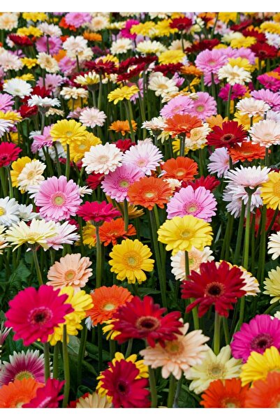 Tohum Dünyam Karışık Renkli Gerbera Çiçeği Tohumu