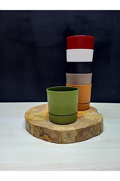 Magenta Begonya 9 Saksı