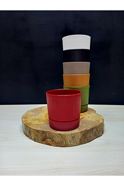 Magenta Begonya 9 Saksı