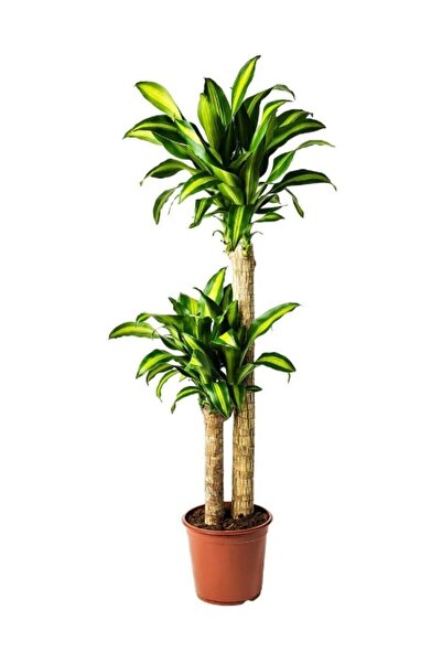 YEŞİLİMARKET Massengena Çiçeği 2 Gövdeli Dracena Massengena Ev Ofis Salon Bit...