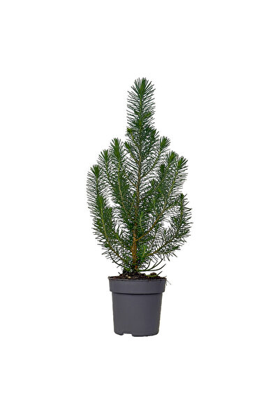 Fidanburada Fıstık Çamı (Pinus Pinea-Silver Crest)