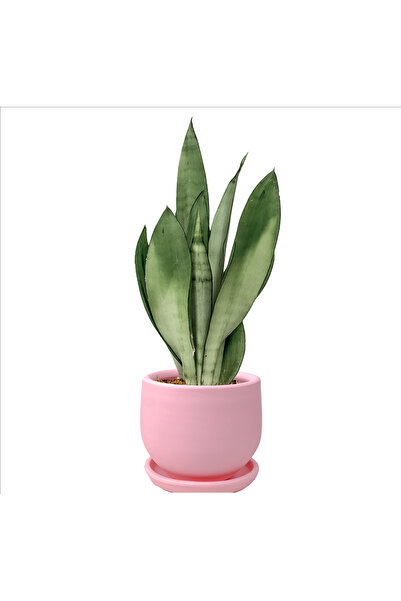 Fidanburada Sansevieria Moonshine Curvy Pembe Saksılı - Özel Tür