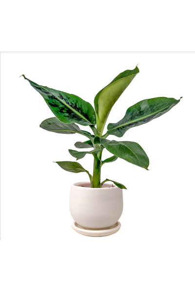 Fidanburada Bodur Muz - Curvy Saksılı Beyaz- Musa Dwarf Cavendish