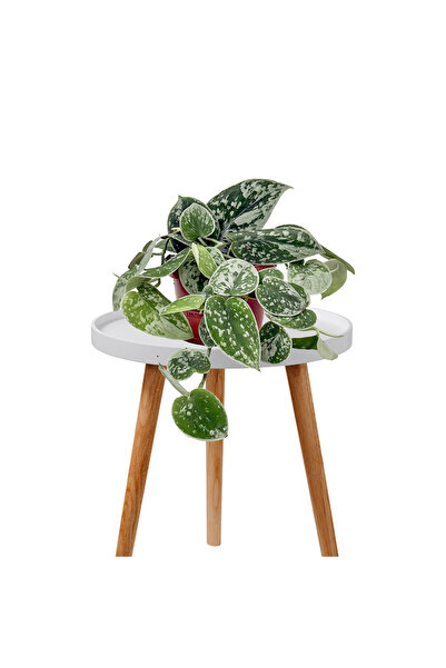 Fidanburada Mini Scindapsus Pictus Trebie - Salon Sarmaşığı