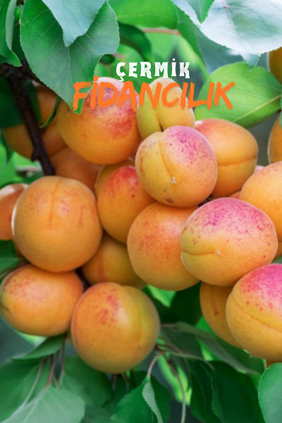 ÇERMİK FİDANCILIK 2 Adet Şekerpare Kayısı Fidanıı 3 Yaş