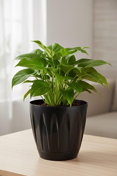 Bliss Papatya Saksı 3 lt Parlak Plastik Kendinden Tabaklı Drenajlı Çiçek Saksısı