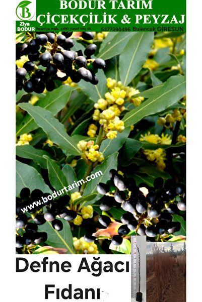 BODUR TARIM Bulancak 2 Yaşında Tam Bodur Doku Kültürü Tüplü Topraklı Defne Ağ...