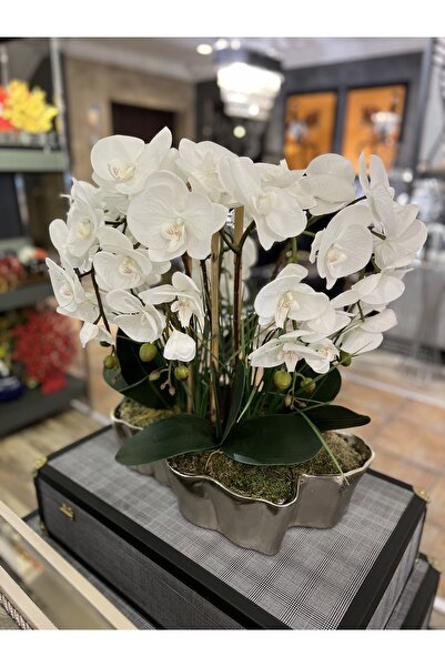 KARCILAR HOME STORE Karcılar home store ev dekorasyonu krom renk döküm saksıda 6’lı orkide