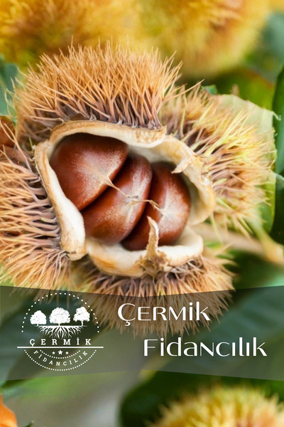 ÇERMİK FİDANCILIK Tüplü Kestane Fidanı 3 Yaş