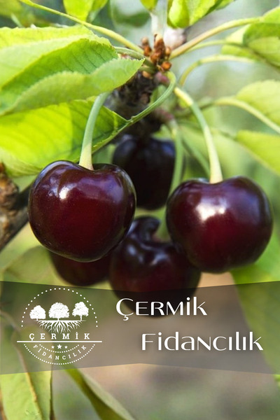ÇERMİK FİDANCILIK Kara ( Siyah ) Kiraz Fidanı 3 Yaş