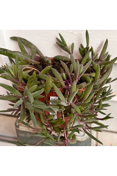 ATABEY ÇİÇEK Yakut Kolyesi Çiçeği Othonna Capensis