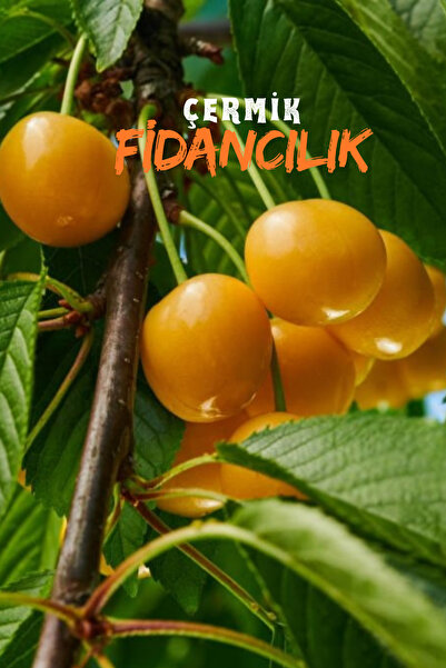 ÇERMİK FİDANCILIK 2 Adet Tatlı Sarı Kiraz Fidanı 3 Yaş