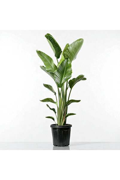 TNT Flowers STARLİÇE (Strelitzia Nicolai) ÜÇ KÖK (140-160cm)