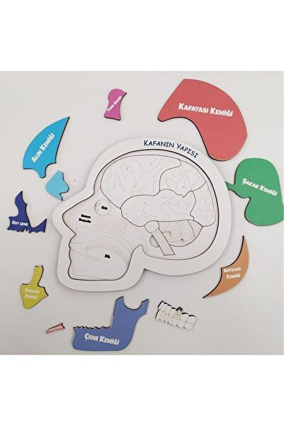 Moon Beavers لعبة تعليمية خشبية هيكل الرأس