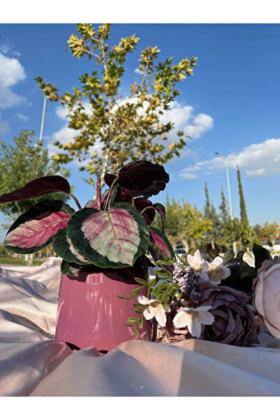 AGAPI CALATHEA ROSEOPİCTA-DUA ÇİÇEĞİ SİYAH DOLGUN FORMLU OFİS&SALON BİTKİSİ