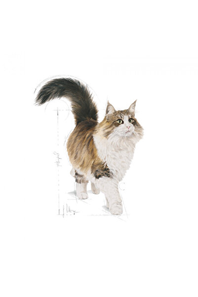 Royal Canin Instinctive Yaş Kedi Maması 12 x 85g