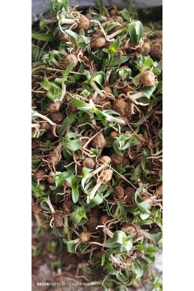 ERVA PEYSAJ Salep Fidesi & Yumrusu Serapies 3 Kg