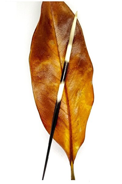 Sanathobi Kirpi Dikeni-kirpi Oku- Büyük Boy (21-26 CM)-rölyef Sanatına Uygun